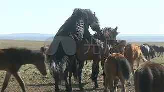 马洛卡告负，铩羽而归的简单介绍